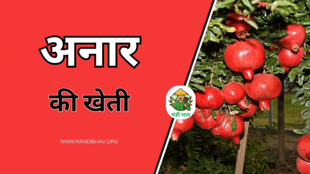 Anar Ki Kheti