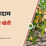 Badam Ki Kheti