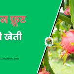 Dragon Fruit Ki Kheti