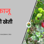 Kaju Ki Kheti