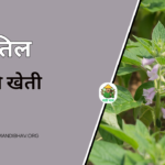 Til Ki Kheti