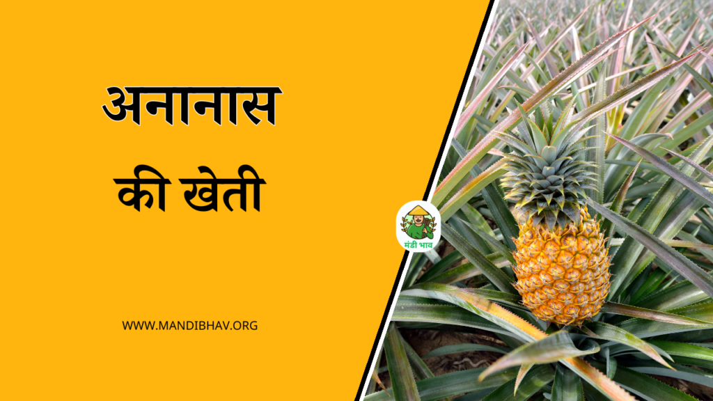 Ananas Ki Kheti