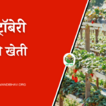 Strawberry Ki Kheti