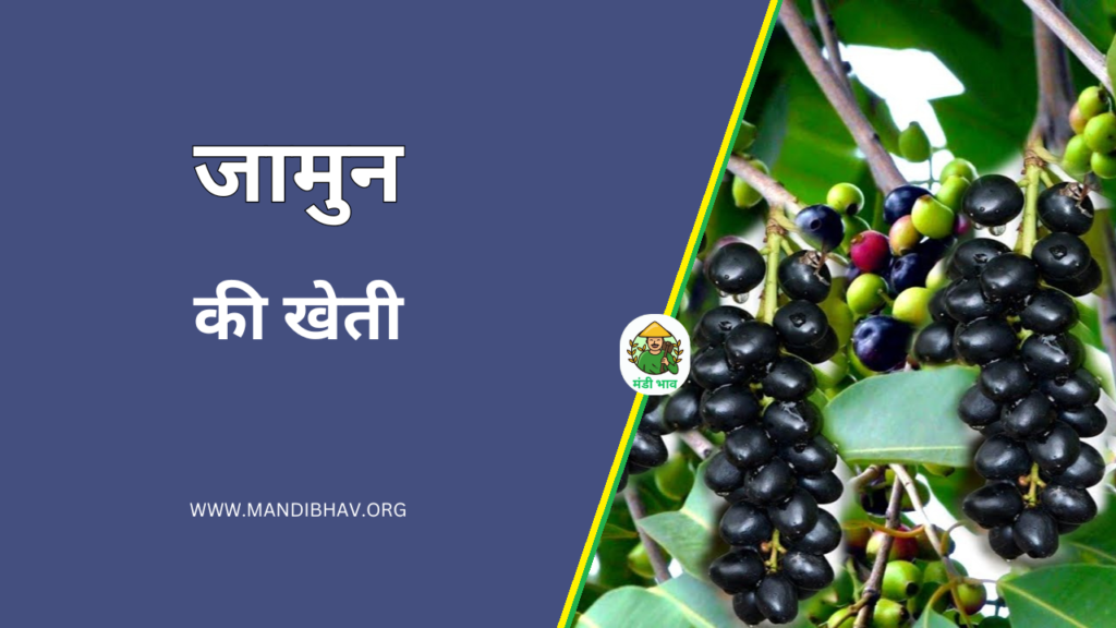 Jamun Ki Kheti